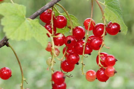 beautiful red currant bush growing in the gardenの写真素材