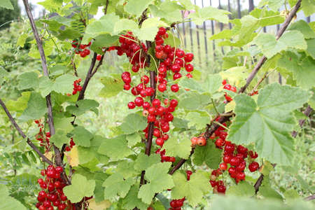 beautiful red currant bush growing in the gardenの写真素材