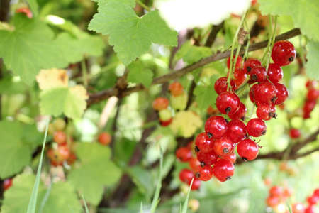beautiful red currant bush growing in the gardenの写真素材