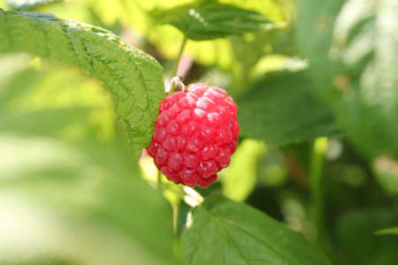 beautiful red raspberry bush growing in the gardenの写真素材