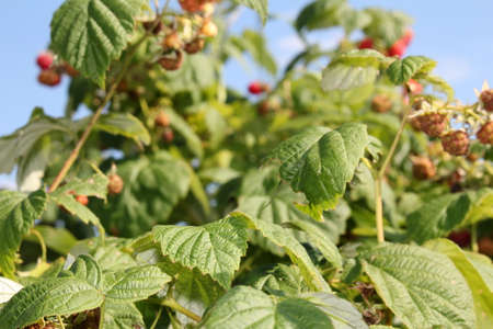 beautiful red raspberry bush growing in the gardenの写真素材