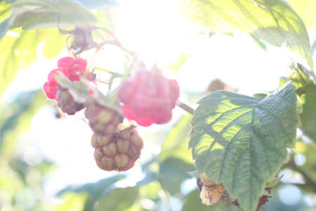 beautiful red raspberry bush growing in the garden