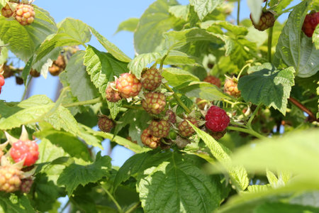 beautiful red raspberry bush growing in the garden
