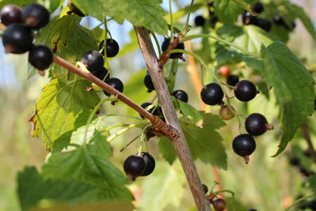 beautiful black currant growing on a green bush in the gardenの写真素材