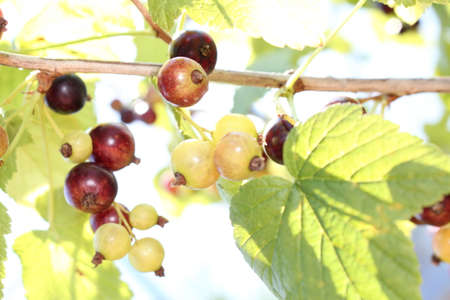 beautiful black currant growing on a green bush in the gardenの写真素材