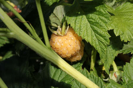 beautiful yellow raspberries growing on a green bushの写真素材