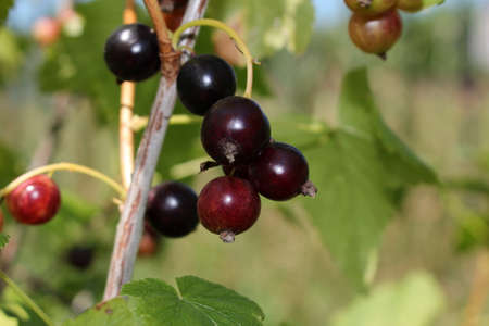 beautiful black currant growing on a green bush in the gardenの写真素材