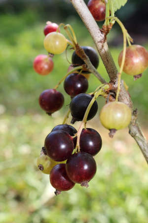 beautiful black currant growing on a green bush in the gardenの写真素材