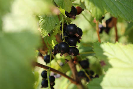 beautiful black currant growing on a green bush in the gardenの写真素材
