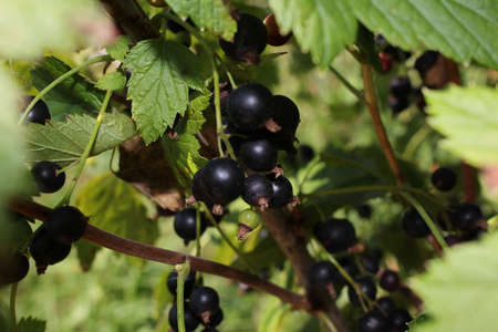 beautiful black currant growing on a green bush in the gardenの写真素材
