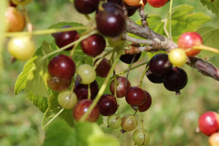 beautiful black currant growing on a green bush in the gardenの写真素材