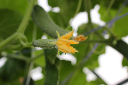 beautiful green cucumber growing on a green bush in the gardenの写真素材