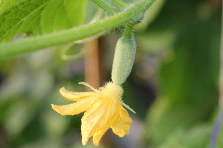 beautiful green cucumber growing on a green bush in the gardenの写真素材