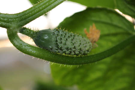 beautiful green cucumber growing on a green bush in the gardenの写真素材