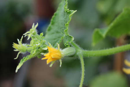 beautiful green cucumber growing on a green bush in the gardenの写真素材