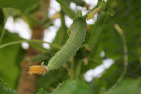 beautiful green cucumber growing on a green bush in the gardenの写真素材