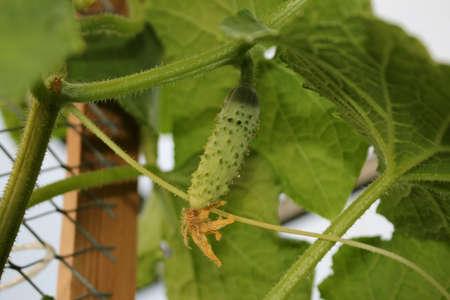 beautiful green cucumber growing on a green bush in the gardenの写真素材