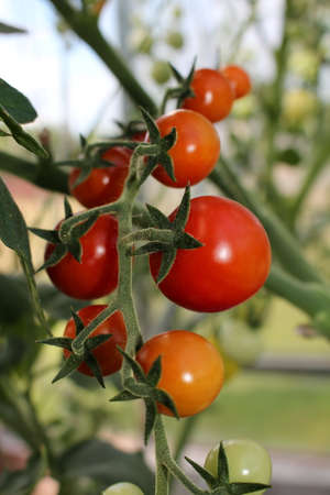 beautiful red tomatoes growing on a green bush in the gardenの写真素材