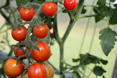beautiful red tomatoes growing on a green bush in the gardenの写真素材