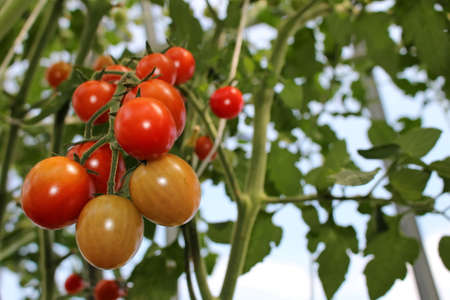 beautiful red tomatoes growing on a green bush in the gardenの写真素材