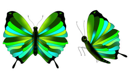 beautiful multicolored butterflies on a white background, illustrationsの写真素材