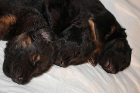 very beautiful and very cute sleeping German Shepherd puppyの写真素材