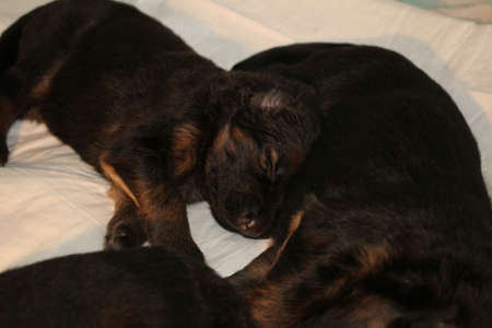 very beautiful and very cute sleeping German Shepherd puppyの写真素材