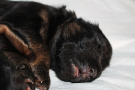 very beautiful and very cute sleeping German Shepherd puppyの写真素材