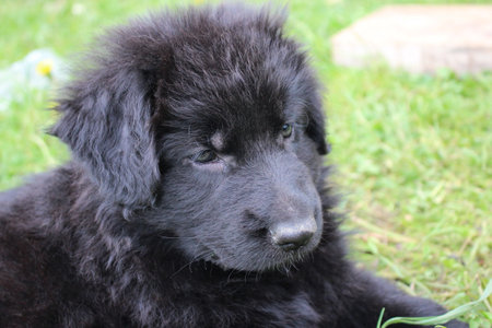very beautiful and very cute German Shepherd puppyの写真素材