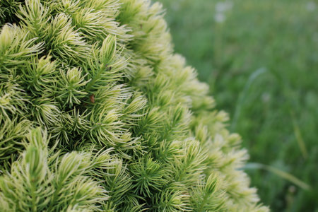 beautiful young blue spruce with new branchesの写真素材
