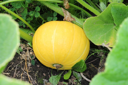 pumpkin in a garden with a beautiful yellow flowerの写真素材