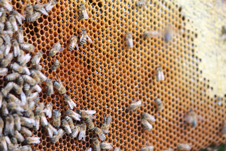 beautiful photos of honeycombs with honey and beesの写真素材