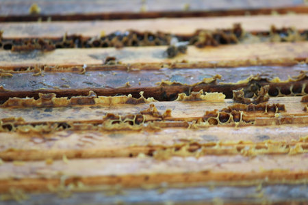 beautiful photos of honeycombs with honey and beesの写真素材