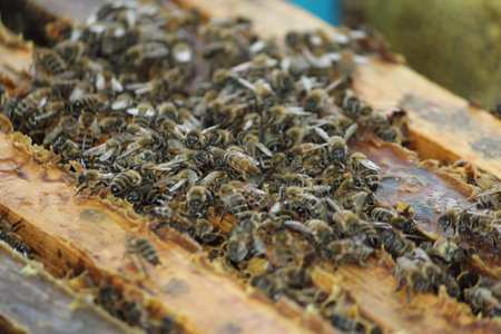 beautiful photos of honeycombs with honey and beesの写真素材