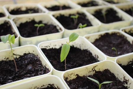 small sprout of a plant in a yellow potの写真素材