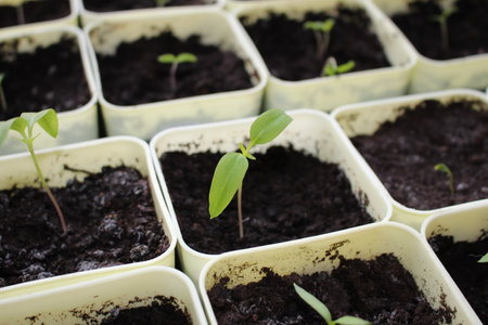 small sprout of a plant in a potの写真素材
