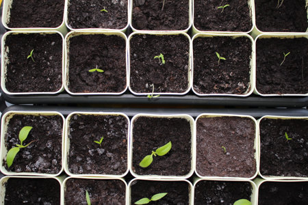 small sprout of a plant in a yellow potの写真素材