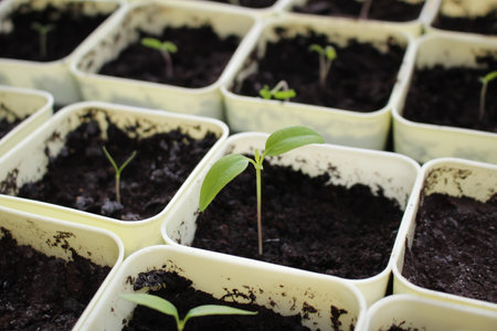 small sprout of a plant in a yellow potの写真素材
