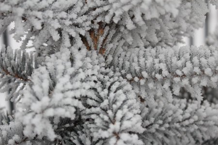 beautiful green spruce covered with snow close-up