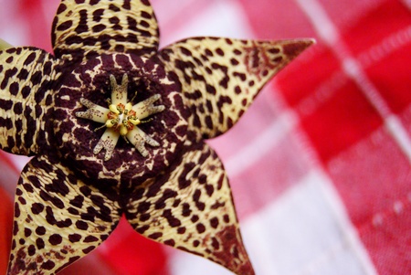 Flowerの写真素材