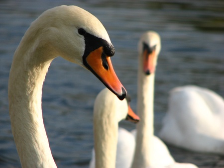 Animalの写真素材