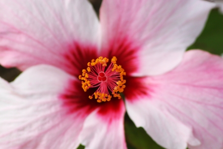 hibiscus flowerの写真素材