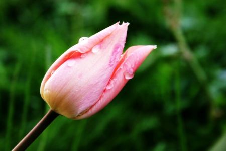 Flower Dewの写真素材