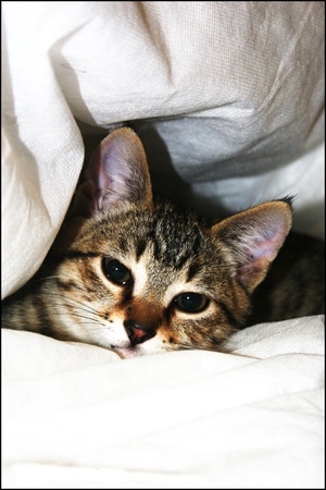 Catの写真素材