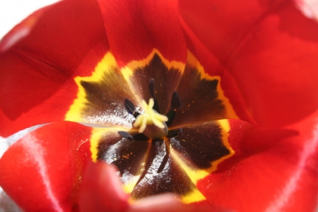  red tulipの写真素材