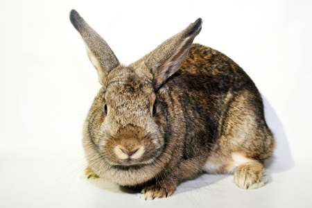 Dwarf Rabbit photographed in the studio