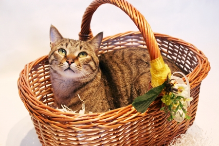 Cute European tabby cat in a basket with flowersの写真素材