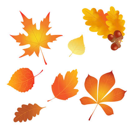 set of autumn leaves, illustration, vector,のイラスト素材