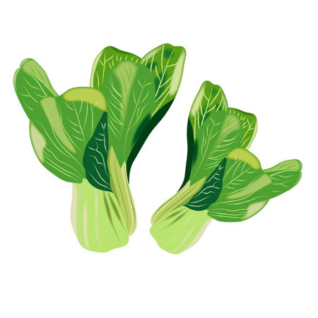 Pak choi. Bok choi. Exotic vegetables. Organic and healthy, diet and vegetarian food. Vector illustrations isolated on white background.のイラスト素材