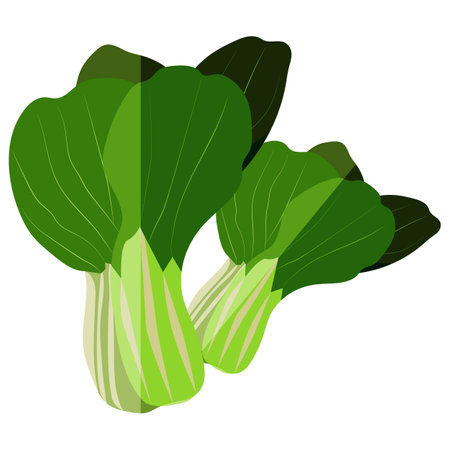 Pak choi. Bok choi. Exotic vegetables. Organic and healthy, diet and vegetarian food. Flat vector illustrations isolated on white background.のイラスト素材